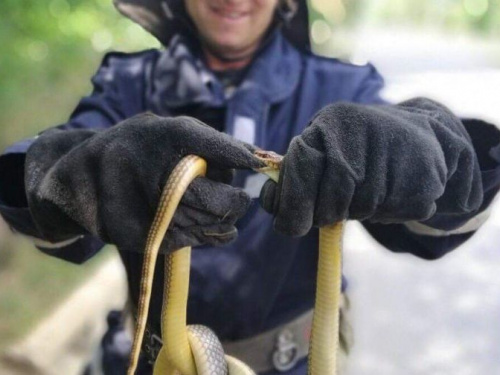 Трое пресмыкающихся за сутки: спасатели напомнили криворожанам правила