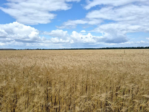 фото редакції krivbass.city