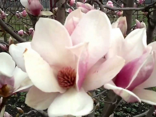 Як доглядати за магнолією після посадки восени - фото з відкритих джерел