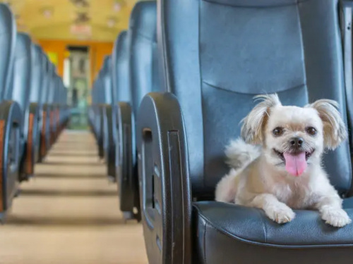 Фото з відкритих джерел