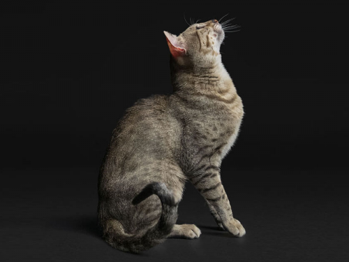 Топ-5 кормів для котів у 2025 році