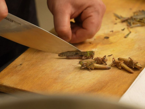 Як нашестя комах стало кулінарним експериментом у Дніпрі - фото з відкритих джерел