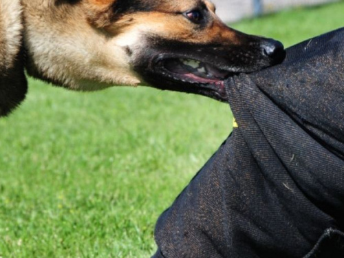 Берегите детей: школьницу в Кривом Роге покусала бездомная собака