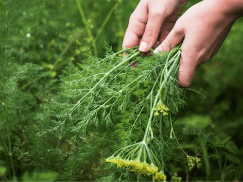 Кріп, що проростає з характером - фото з відкритих джерел
