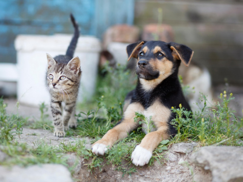 Чому проблема безпритульних тварин стосується кожного - фото з відкритих джерел