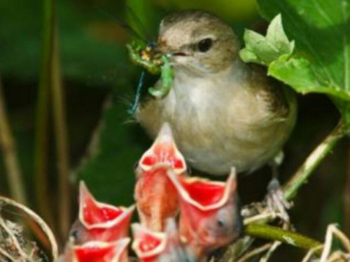 "Сезон тишины": жителей Днепропетровщины просят не мешать птицам размножаться