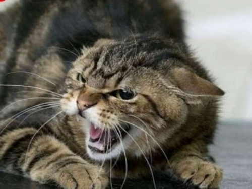 Сказ у тварин, фото з відкритих джерел 