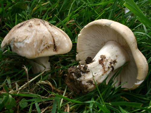 Гриб, що пахне весною - фото з відкритих джерел