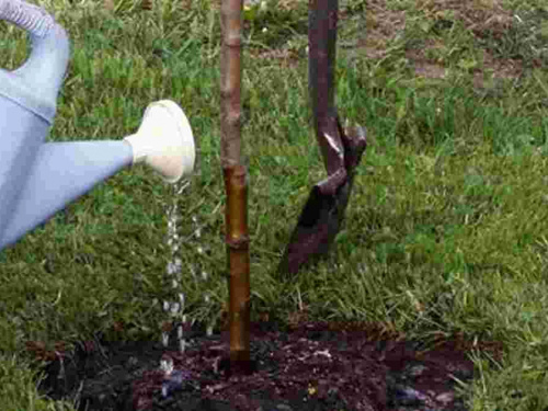 Час садити яблуні: чому осінь виграє у весни - фото з відкритих джерел