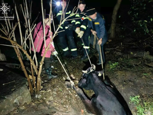 Впала у яму: на Криворіжжі надзвичайники дістали корову з пастки