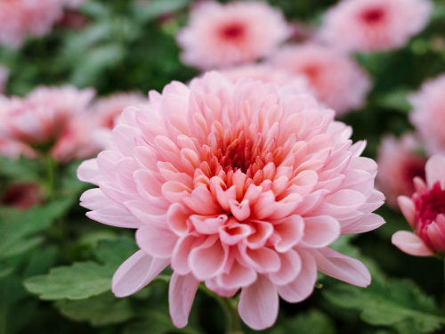 Як змусити хризантеми цвісти розкішно і довго - фото з відкритих джерел