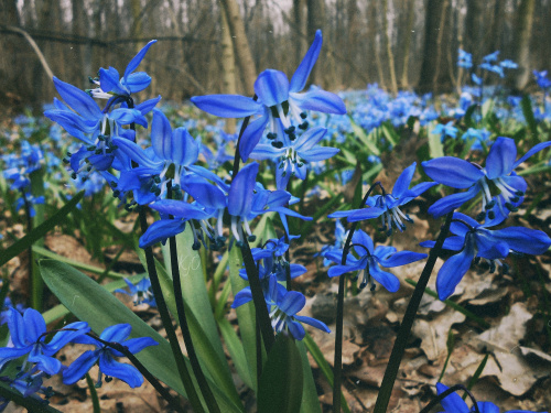 Проліски в лісі - фото з відкритих джерел