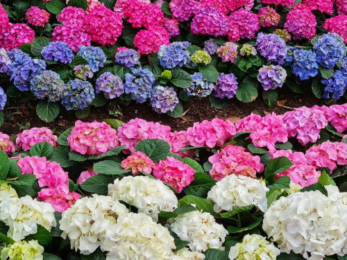 Весна для гортензій: від догляду до яскравого цвітіння - фото з відкритих джерел