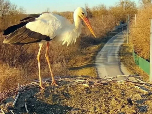Лелека вже вдома? У гнізді помітили першого птаха - фото з відкритих джерел