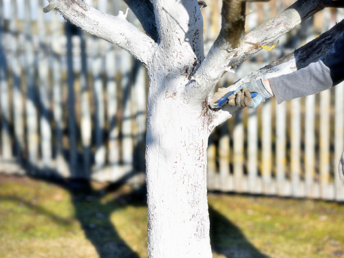 Осіння побілка дерев: навіщо, коли і як це робити правильно - фото з відкритих джерел