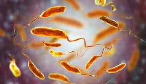 Холерний вібріон, фото з відкритих джерел 