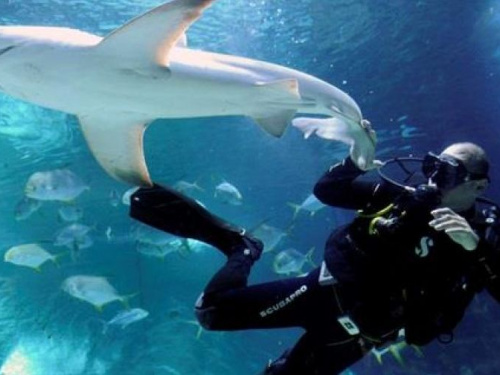 Дайвер залез в пасть к акуле и спас ей жизнь (ВИДЕО)
