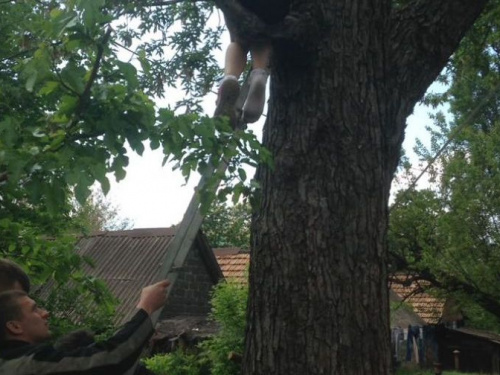 В Кривом Роге пятеро спасателей сняли 9-летнего ребенка с дерева (фото)