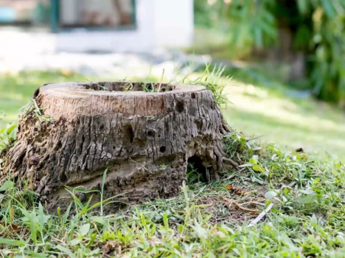 Пень після дерева: тиха небезпека для саду і будинку - фото з відкритих джерел