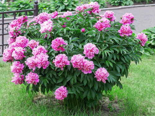 Півонії: квіти, що лікують душу — фото з відкритих джерел