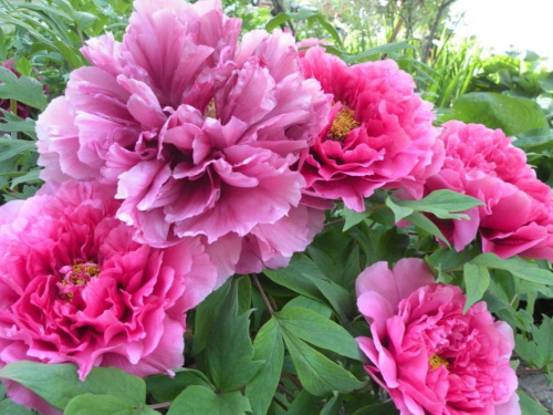 Все про осінню пересадку та обрізання півоній - фото з відкритих джерел