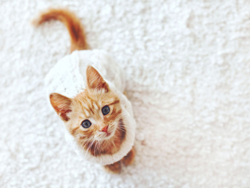 Як швидко прибрати котячу шерсть з поверхонь: поради для котолюбів