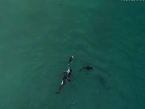 Редкие кадры: семья касаток поплавала с пловчихой (ВИДЕО)