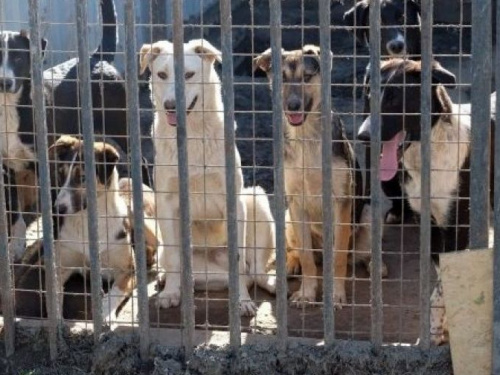 В Кривом Роге жители требуют построить приют для бездомных животных