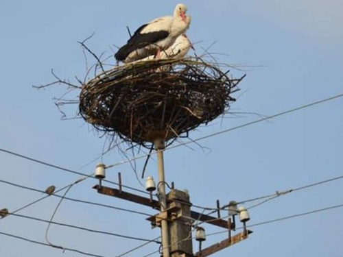 На Днепропетровщине заботятся о птицах, приносящих счастье (фото)