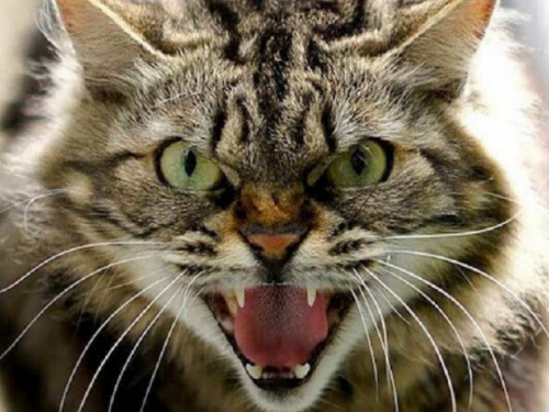 Фото з відкритих джерел