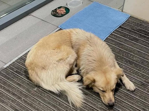 Фото з відкритих джерел