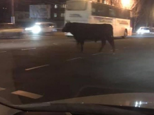 Ночное родео: в Кривом Роге бегающий по улицам огромный бык напугал жителей