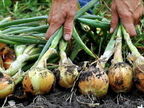Фото з відкритих джерел