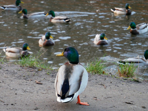 Чим не можна годувати птахів - фото з відкритих джерел
