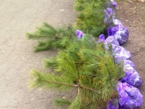 Криворожане высадили 200 кустов живой изгороди в городском парке (фото)