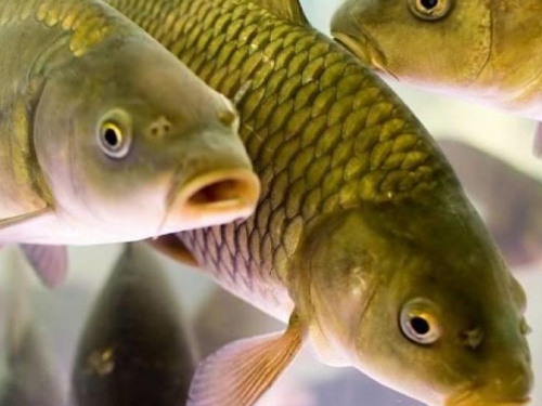 Во время нереста браконьеры Днепропетровщины нанесли более 230 тысяч гривен ущерба рыбному хозяйству