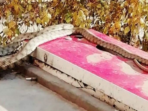 Во дворе одного из домов Кривого Рога замечен удав (ФОТОФАКТ)