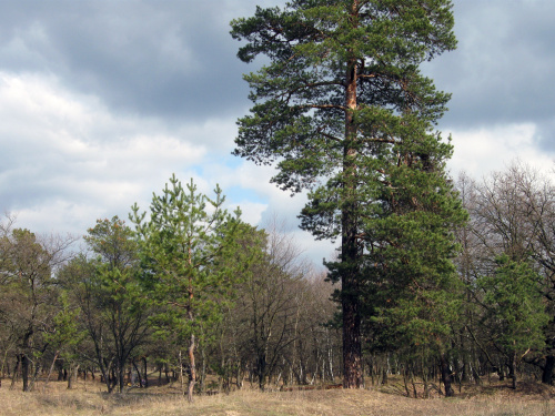 Самарський ліс, фото з відкритих джерел 