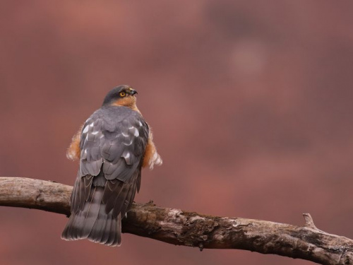 фото Віктора Севідова