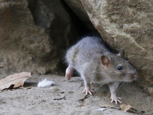 Щури - фото з відкритих джерел