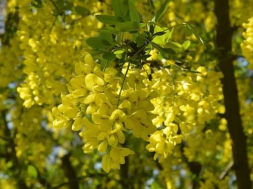 Ботанический сад приглашает криворожан на день открытых дверей (фото)