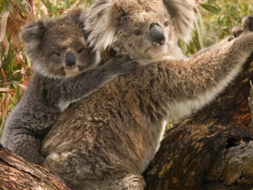 26 листопада день пам&#039;яті коали Льюїса, яка стала символом трагедії та водночас надії