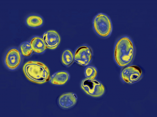 Фото з відкритих джерел