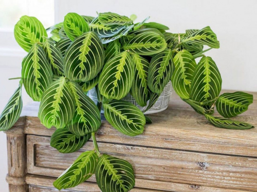 Фото з відкритих джерел