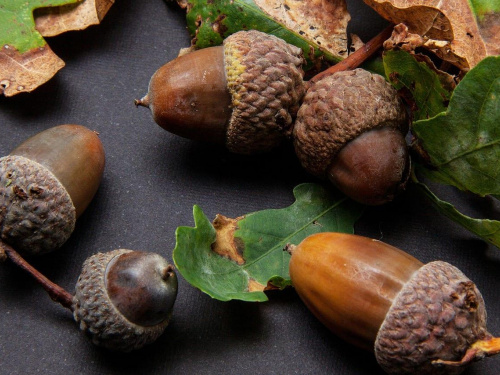 Жолуді в саду: корисні ідеї замість проблем і сміття - фото з відкритих джерел