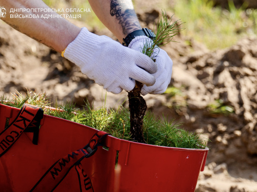"Ліси пам'яті": ветерани спільноти ТитаниUA висадили тисячі дерев, вшановуючи загиблих оборонців