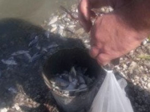 Массовая гибель рыбы: в Криворожском районе эксперты выясняют причины (фото)