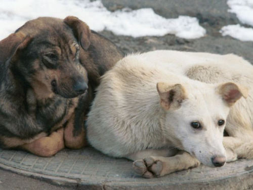 Мэрия Кривого Рога официально открестилась от убийства и жестокого обращения с бродячими животными