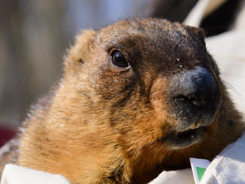 Фото ілюстративне з відкритих джерел  