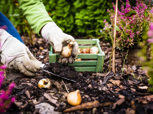 Овочі, зелень і квіти для посадки восени - фото з відкритих джерел